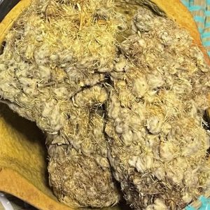 Collé serré plantes -secret de femmes