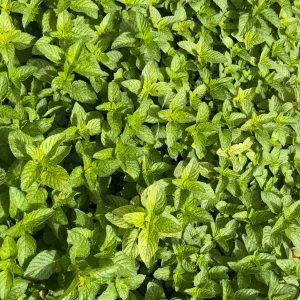 Feuilles de Menthe Séchées-100%Bio